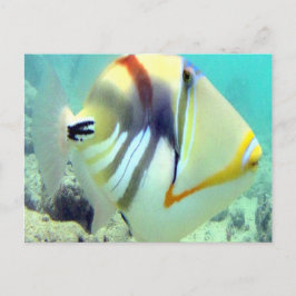 Carte Postale Poisson d'État d'Hawaï - Humuhumunukunukuapua'a