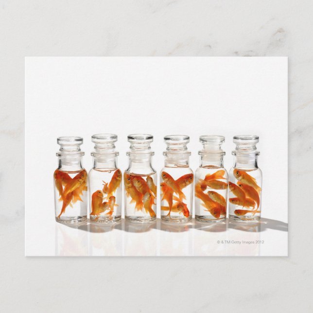 Carte Postale Poisson d'or (Devant)