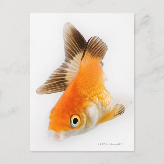 Carte Postale Poisson d'or (Carassius auratus) (Devant)