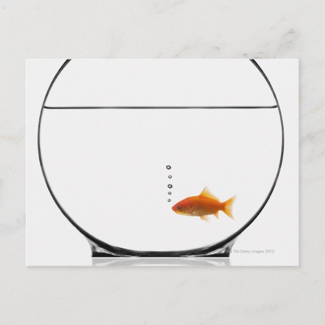 Carte Postale Poisson d'or dans un bol (Devant)