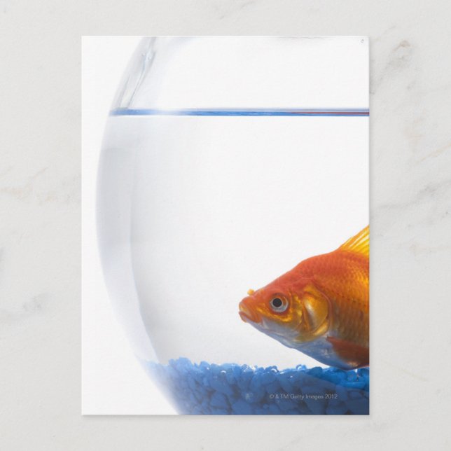 Carte Postale Poisson d'or dans un bol sur arrière - plan blanc (Devant)