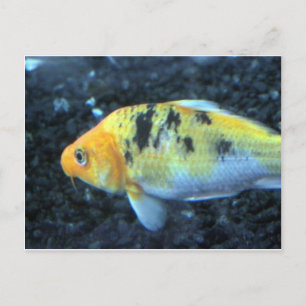 Carte Postale Poisson d'or tacheté