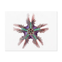 Poisson étoilé aux armoiries en plumes