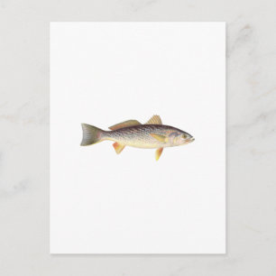 Carte Postale Poisson faible - Fond de mer - Truite grise