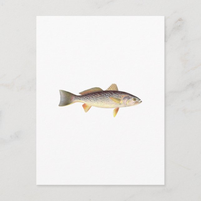 Carte Postale Poisson faible - Fond de mer - Truite grise (Devant)