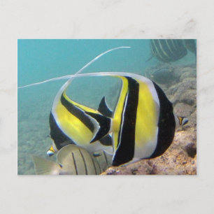 Carte Postale Poisson Idole de Hanauma Bay Hawaii