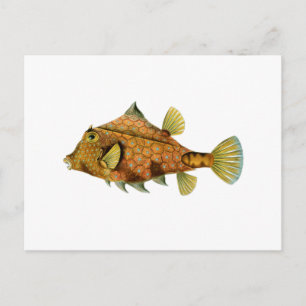 Carte Postale Poisson jaune