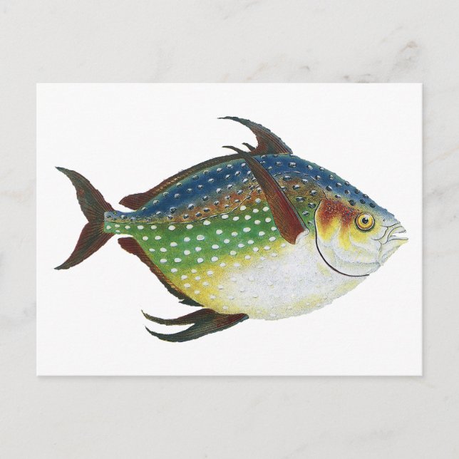 Carte Postale Poisson lunaire tropical, animal aquatique marin v (Devant)