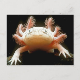 Carte Postale poisson mexicain