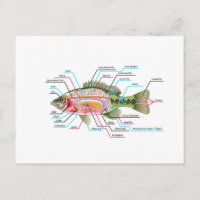 Poisson organes internes Diagramme Vector Art Anat
