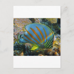 Carte Postale Poisson papillon