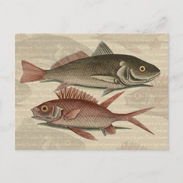 Carte Postale Poisson Perche rouge Art pêcheur (Devant)