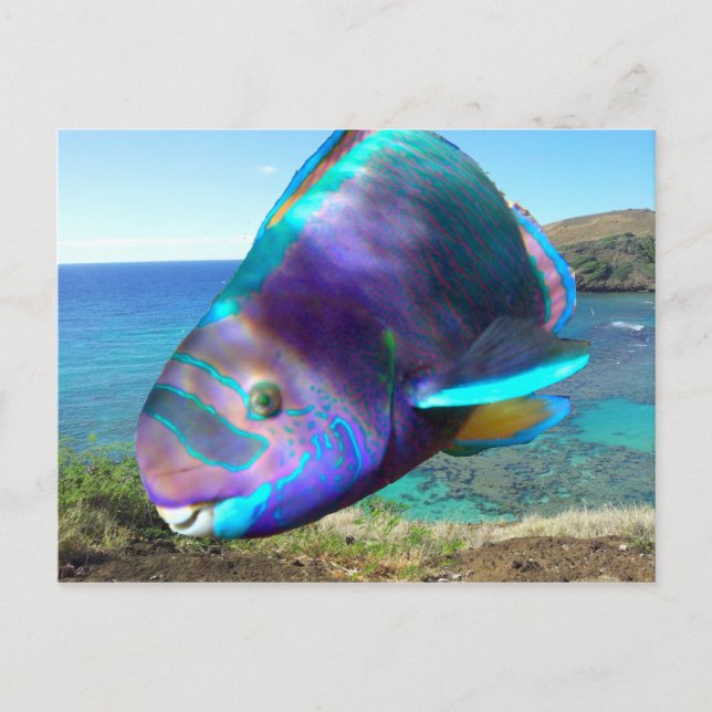 Carte Postale Poisson perroquet de la baie Hanauma Oahu Hawaii (Devant)