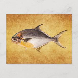 Carte Postale Poisson Pompano vintage - Poissons de gibier Modèl