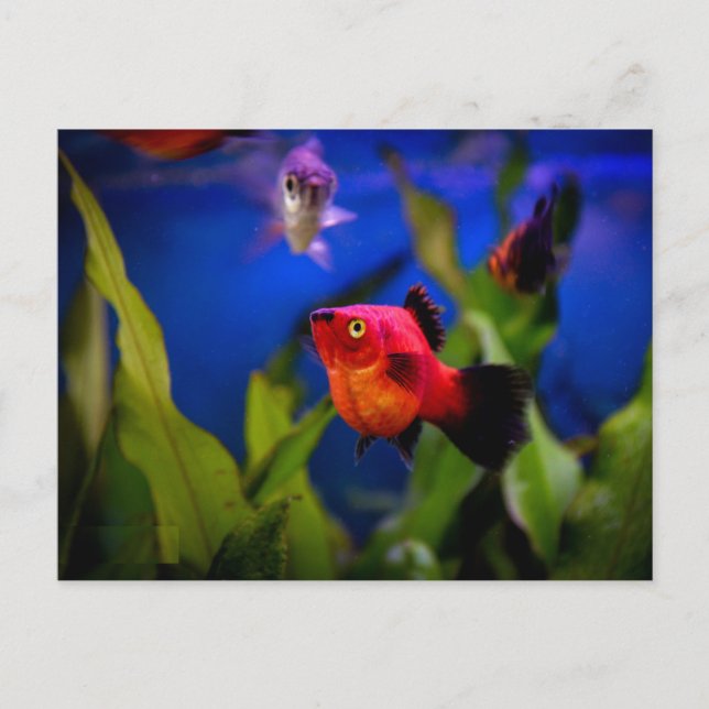 Carte Postale Poisson Red Platy (Devant)