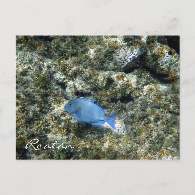 Carte Postale poisson roatán (Devant)
