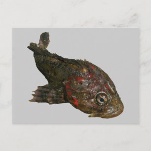 Carte Postale Poisson Rocheux (Seigneur irlandais)