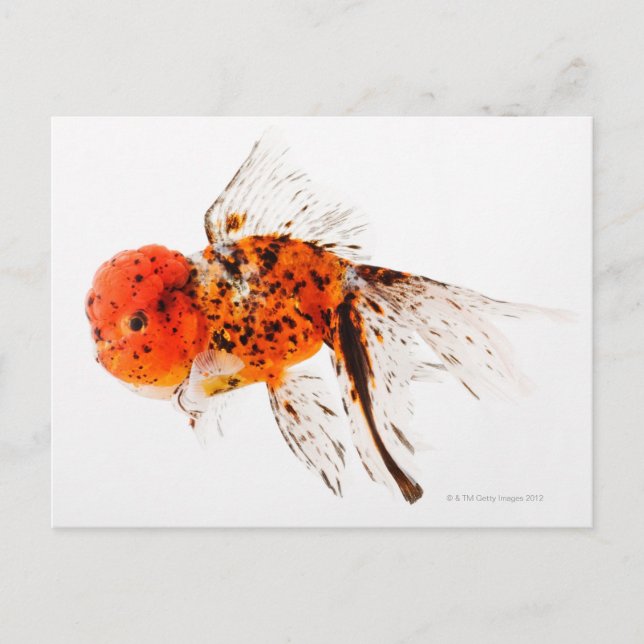 Carte Postale Poisson rouge à tête blanche (Carassius auratus) (Devant)