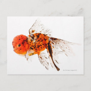 Carte Postale Poisson rouge à tête blanche (Carassius auratus).