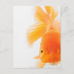 Carte Postale Poisson rouge à tête de lionne orange (Carassius a