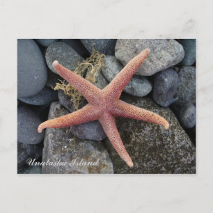 Carte Postale Poisson rouge, île de l'Unalaska