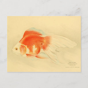 Carte Postale Poisson rouge japonais. Le Ryukin.