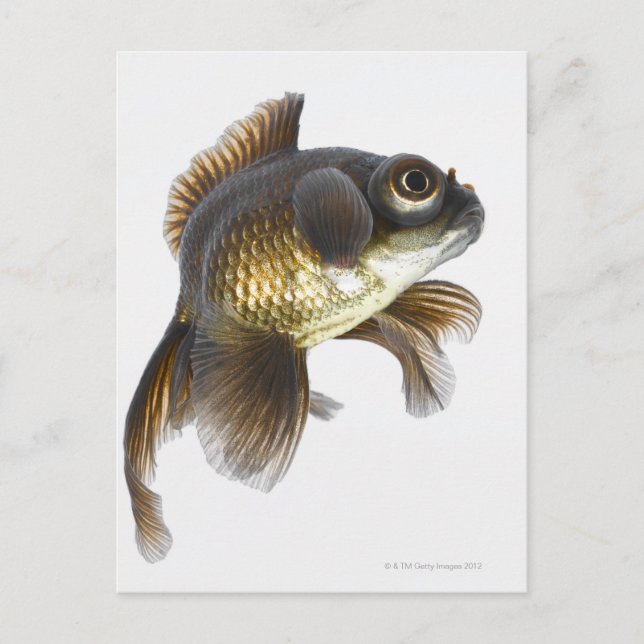 Carte Postale Poisson rouge noir (Carassius auratus) 2 (Devant)