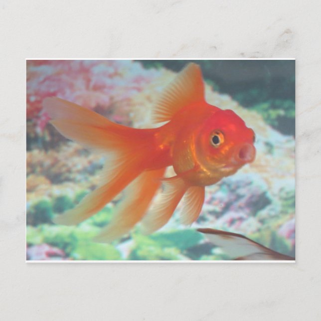 Carte Postale Poisson rouge parlant (Devant)
