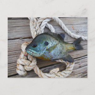 Carte Postale Poisson rouge sur quai et corde