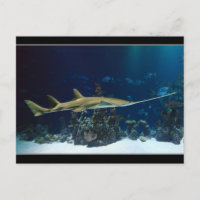 Poisson-scie