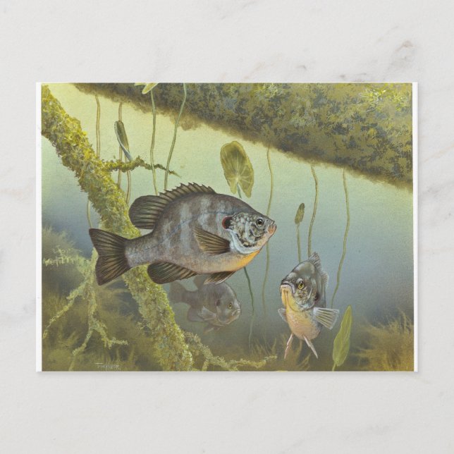 Carte Postale Poisson-soleil (Devant)