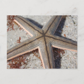 Carte Postale Poisson Starfish de l'île de Caladesi
