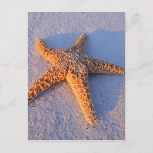 Carte Postale Poisson Sur Sable Blanc