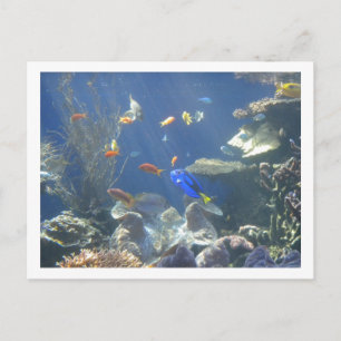Carte Postale Poisson tropical