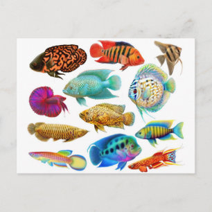 Carte Postale Poisson tropical d'eau douce 2011 Calendrier de po