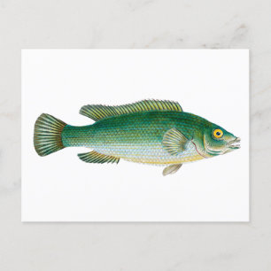 Carte Postale Poisson vert vintage