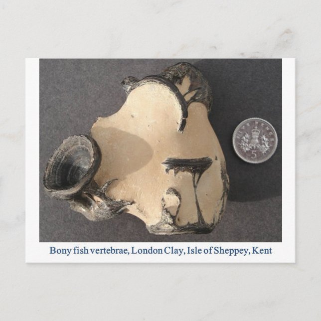 Carte Postale Poisson vertèbre fossile (Devant)
