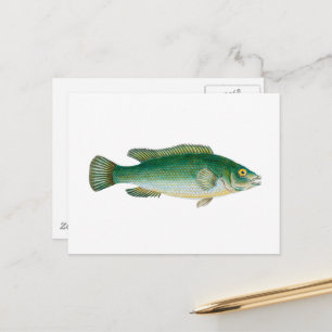 Carte Postale Poisson Vintage