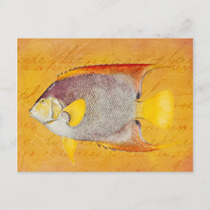 Carte Postale Poisson vintage Hawaiian Angel - Hawaii antique