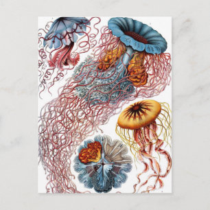 Carte Postale Poisson vintage par Ernst Haeckel, Discomedusae