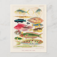 Poissons du récif de la Grande Barrière d'Australi