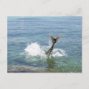 Carte Postale Poissons éclaboussant dans la mer