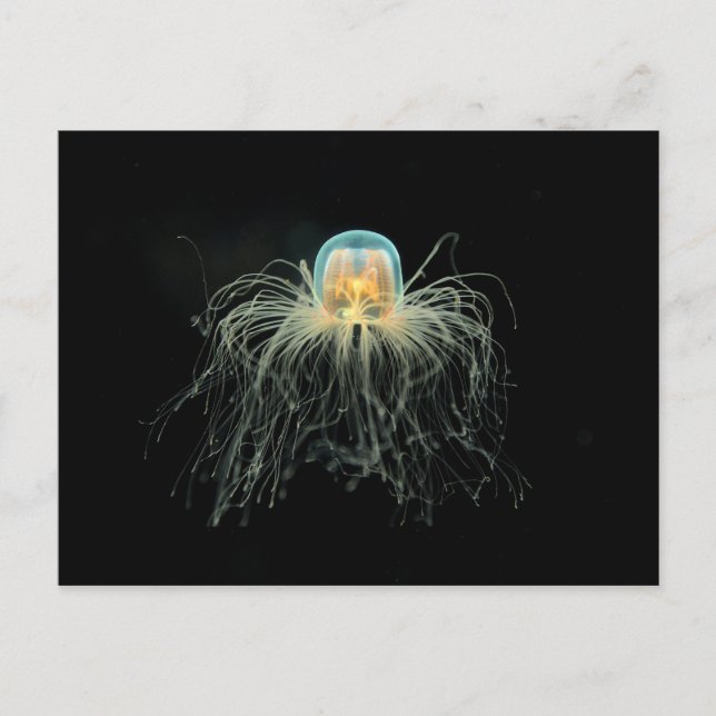 Carte Postale Poissons jaunes (turritopsis nutricula) (Devant)