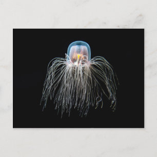 Carte Postale Poissons jaunes (turritopsis nutricula)