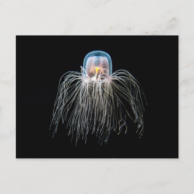 Carte Postale Poissons jaunes (turritopsis nutricula) (Devant)