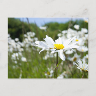 Carte Postale Poissons oculaires   Fleur