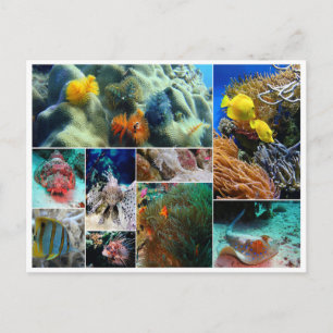 Carte Postale Poissons tropicaux collage océan mer corail plongé