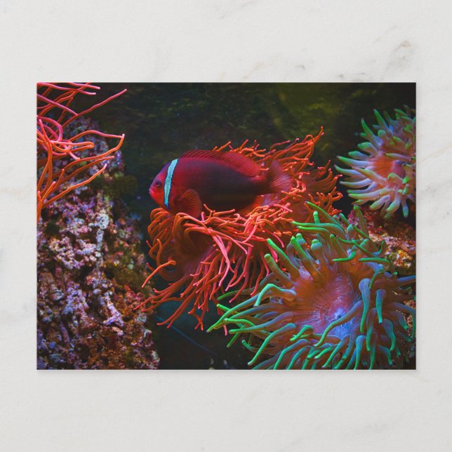 Carte Postale Poissons tropicaux Corail sous-marin (Devant)