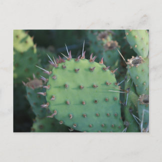 Carte Postale Poitrine de Prickley