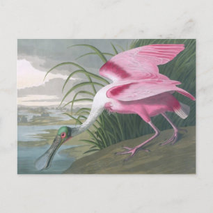 Carte Postale Poitrine rose, John James Audubon Fine Art